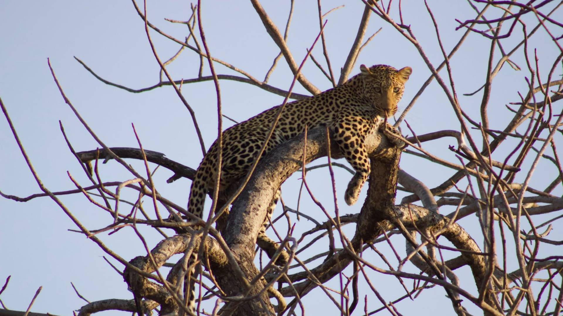 Amava River Lodge, Kruger National Park, Big 5 wildlife